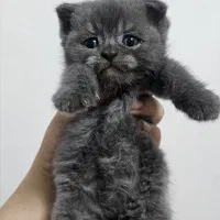 ببچه گربه اسکاتیش