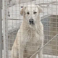 ماده پژدر اصل