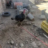 بوقلمون