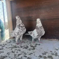 پرنده و کفتر تهرانی|پرنده|نهاوند, |دیوار