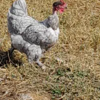 تخم مرغ تازه و نطفه دار|حیوانات مزرعه|کوچصفهان, |دیوار