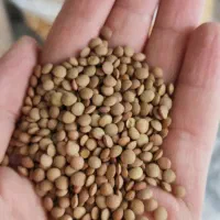 انواع برنج درجه ۱ ، حبوبات و چای ممتاز شمال زیبا|خوردنی و آشامیدنی|هشتگرد, شهرک بعثت|دیوار