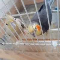 عروس هلندی معاوضه