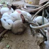 خرگوش کوچولو