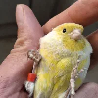 قناری نرمست اوپال نقره ای و دارچینی موزایکی