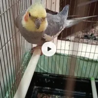 گمشده