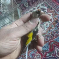 جوجه سهره تولکی