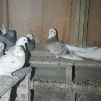 کبوتر|پرنده|ثمرین, |دیوار