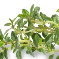 اویشن  و پونه دست چین / به درامد فکر کن