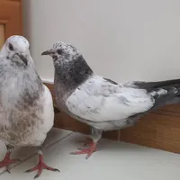 کبوتر جوجه