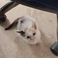 توله دوماهه واگذاری رایگان