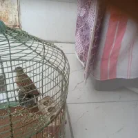 سهره|پرنده|اهواز, امانیه|دیوار