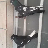 کبوتر|پرنده|شیراز, کوشک بیدک|دیوار