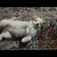 پامر اشپیتز|سگ|تهران, نعمت‌آباد|دیوار