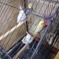 فروش عروس هلندی