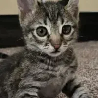 واگذاری بچه گربه رایگان