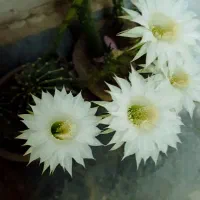 ضامن وام ازدواج