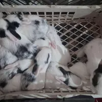 خرگوش بچه
