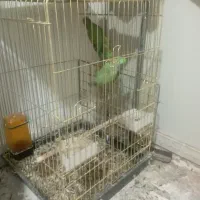 یک جفت  طوطی|پرنده|بیرجند, |دیوار