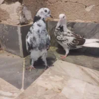 دو جوجه کبوتر تازه دو ماهه|پرنده|قم, پردیسان|دیوار
