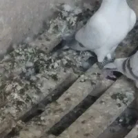 پرنده|پرنده|درمیان, |دیوار