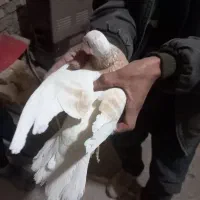 کفتر|پرنده|قوچان, |دیوار