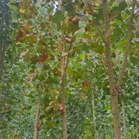 زمین کشاورزی باغی