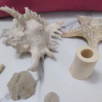 شل وستاره مناسب اکواریوم وویترین دکور کرج وتهران|بدلیجات|کرج, پیشاهنگی|دیوار