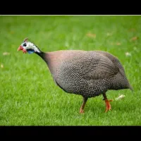 مرغ شاخدار بالغ