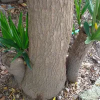 گل یوکا تنه دار بزرگ