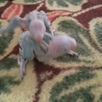 جوجه شاه طوطی اصیل درشت شاه تخم