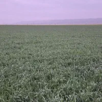 زمین دیم اجاره ای ۵۰۰ هکتار در بهتر اب و هوای قوچا|اجارهٔ دفتر صنعتی، کشاورزی، تجاری|آبکوه, |دیوار