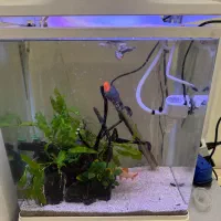 اکواریوم اماده با ماهی