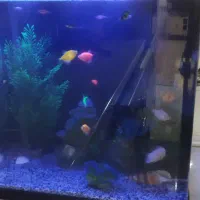 فروش اکواریوم باهمه تجهیزات