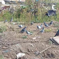 ۱۰عدد کبوتر دوبر|پرنده|انگوت, |دیوار