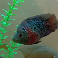 فلاور باکس|ماهی|سنندج, |دیوار