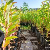 فروش عمده نهال اکالیپتوس|خدمات باغبانی و درختکاری|مسجد سلیمان, |دیوار