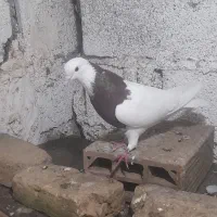 کفتر طوقی سرخ نر بدون غلط عروسک معاوظه با زاغ نر