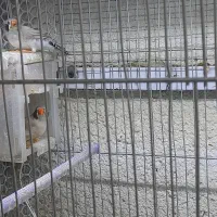 فنچ لپ سیاه معاوضه با بنگالی|پرنده|تبریز, |دیوار