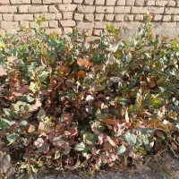 نهال پسته یکساله|خدمات باغبانی و درختکاری|شهرآباد, |دیوار