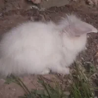 خرگوش پشمالو دونه|موش و خرگوش|سراوان, |دیوار