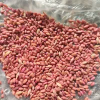 گندم بوجاری شده