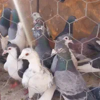 50 عدد کفتر پرشی ضد و خوردی|پرنده|عطاملک, |دیوار