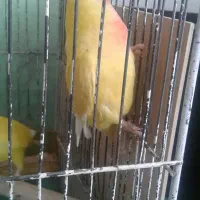 جفت کتوله اهلی|پرنده|بیرجند, |دیوار