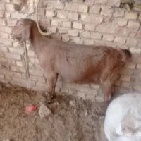 گوسفند|حیوانات مزرعه|میبد, |دیوار