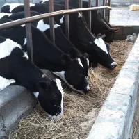 فروش گاوداری صنعتی