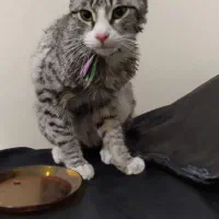 گربه پیدا شده