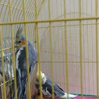 یک جفت عروس هلندی جوان نر و ماده و یک جفت مولد