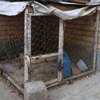 قفس مرغ و خروس