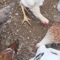 مرغ محلی|حیوانات مزرعه|رشت, لاکان شهر|دیوار